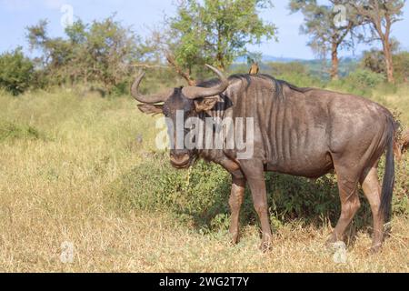 Streifengnu und Rotschnabel-Madenhacker/ gnous bleu et pics à bec rouge / Connochaetes taurinus et Buphagus erythrorhynchus Banque D'Images