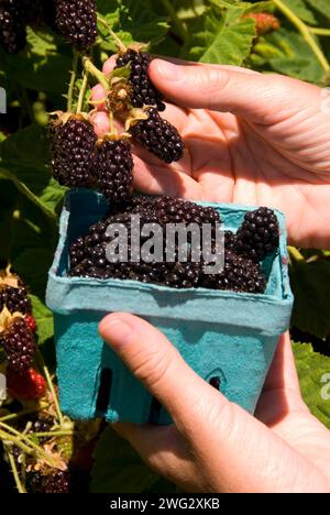 U-pick Marionberries, comté de Linn, Oregon Banque D'Images