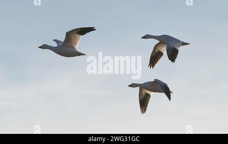 Trois oies des neiges (Anser caerulescens) survolant la réserve naturelle nationale de Bosque del Apache au Nouveau-Mexique. Banque D'Images