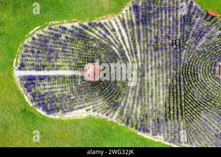 Champ avec fleurs de lavande en fleurs avec gazebo dans le parc de vue aérienne de dessus. Banque D'Images