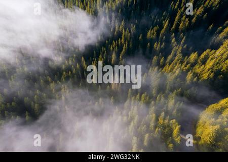 Vue aérienne de la forêt d'automne dans les nuages bas au lever du soleil. Beau paysage avec brouillard matinal sur les pins dans les montagnes à l'automne. Banque D'Images