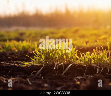 Germes de jeune orge ou de blé sous les rayons du soleil couchant. Banque D'Images