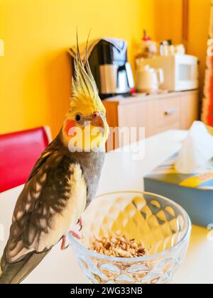 Un oiseau est assis sur un bol en verre avec des noix. Le perroquet Corella est un animal de compagnie. Smart Bird Corella Banque D'Images