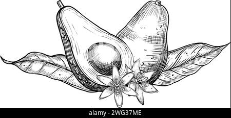 Illustration vectorielle d'avocat. Croquis dessiné à la main peint par des encres noires avec des légumes, des feuilles et des fleurs. Dessin botanique de fruits tropicaux. Gravure pour la conception d'emballages alimentaires. Esquisse d'usine. Illustration de Vecteur