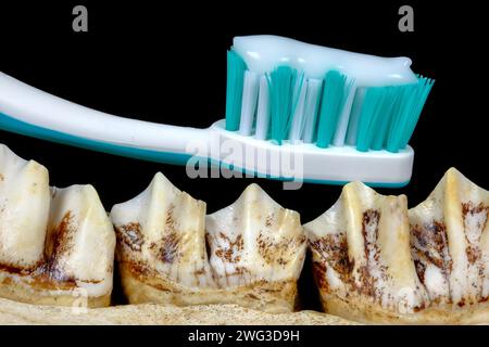 Brosse à dents sur les dents d'orignal. Pour un sourire radieux : brosse à dents et dentifrice déclarent la guerre aux dents brunes. Banque D'Images