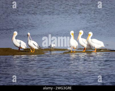 Cinq pélicans blancs américains sur le Sand Bar Banque D'Images