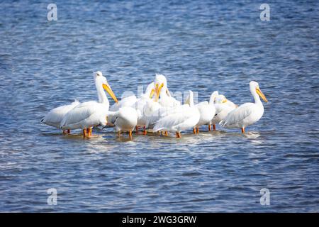 Troupeau de pélicans blancs américains sur Sand Bar Banque D'Images