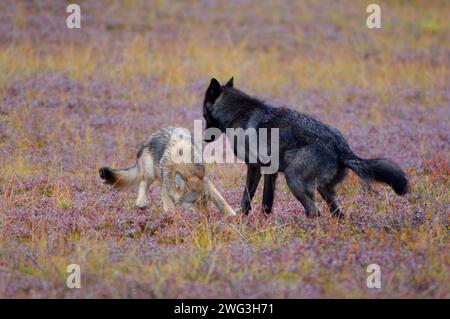 Loup gris, Canis lupus, adulte jouant avec un chiot sur la toundra d'automne du parc national Denali, à l'intérieur de l'Alaska Banque D'Images