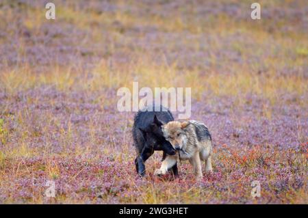 Loup gris, Canis lupus, adulte jouant avec un chiot sur la toundra d'automne du parc national Denali, à l'intérieur de l'Alaska Banque D'Images