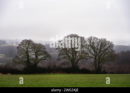 Marche à Wealden, East Sussex, Angleterre, par un matin d'hiver brumeux. Trois chênes sans feuilles. Banque D'Images