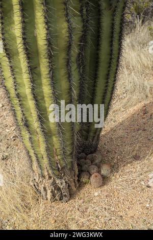 Base d'un cactus saguaro au parc national de Saguaro, Arizona Banque D'Images