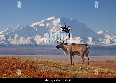 Caribou, Rangifer tarandus, taureau aux couleurs d'automne avec Mt. McKinley en arrière-plan, Denali National Park, Alaska intérieur Banque D'Images