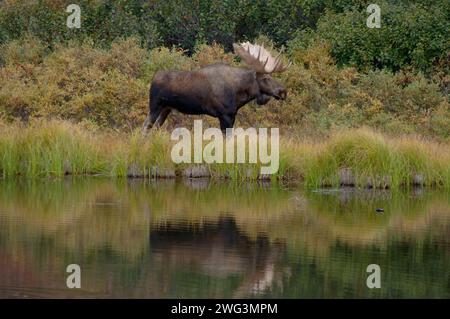 moose, Alces alces, taureau avec de grands bois à côté d'un étang de bouilloire dans le parc national Denali, intérieur de l'Alaska Banque D'Images