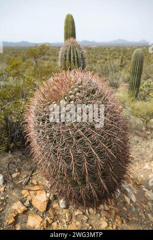 Gros plan de cactus en fût d'hameçon Banque D'Images