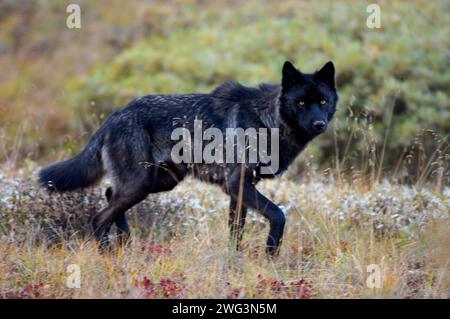 Loup gris, Canis lupus, adulte noir marchant sur la toundra d'automne du parc national Denali, à l'intérieur de l'Alaska Banque D'Images