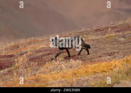 Loup gris, Canis lupus, adulte noir marchant sur une colline pendant les couleurs d'automne du parc national Denali, intérieur de l'Alaska Banque D'Images