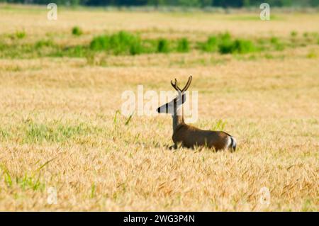 Deer in wheatfield, Umatilla National Wildlife Refuge, Oregon Banque D'Images