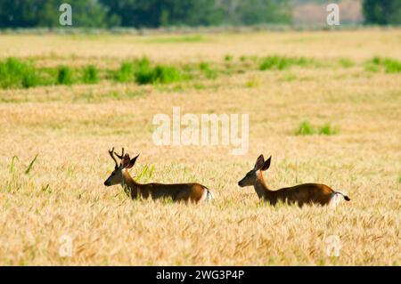 Deer in wheatfield, Umatilla National Wildlife Refuge, Oregon Banque D'Images