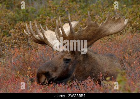 moose, Alces alces, taureau avec de gros bois au repos dans les couleurs d'automne, Denali National Park, Alaska intérieur Banque D'Images