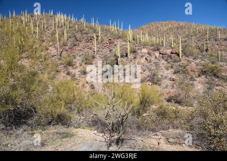 Saguaro National Park, Arizona Banque D'Images