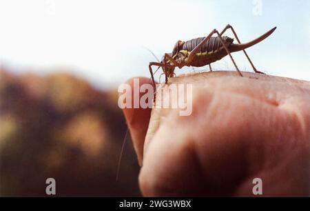 Une femelle mormon cricket (Anabrus simplex) sur la main d'une personne Banque D'Images