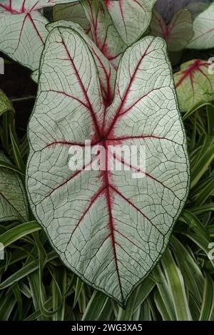 Gros plan sur la belle feuille veinée rouge de Caladium White Queen Banque D'Images
