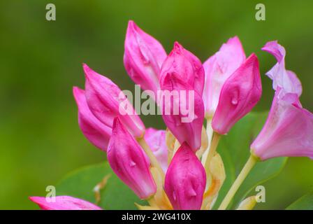 Rhododendron (Rhododendron macrophyllum Pacifique), Mt Hood National Forest, Virginia Banque D'Images