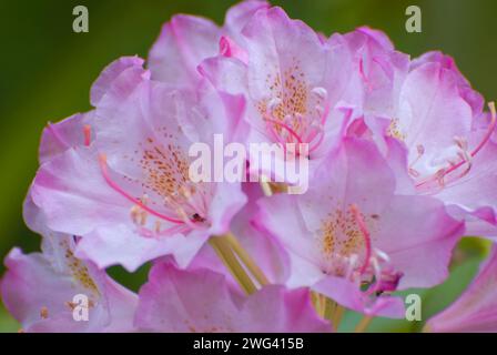 Rhododendron (Rhododendron macrophyllum Pacifique), Mt Hood National Forest, Virginia Banque D'Images