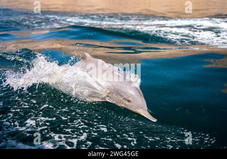 L'image vibrante capture un dauphin ludique à mi-saut, entouré d'eau éclaboussant à la lumière du soleil, mettant en valeur le mouvement dynamique des animaux et l'océan Banque D'Images