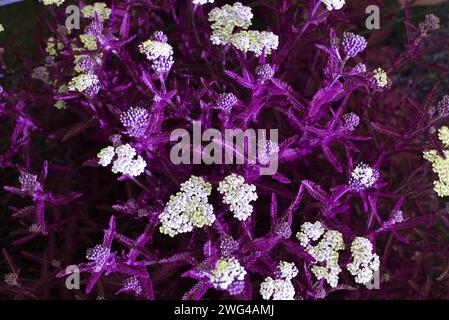 Photo d'art de belles et diverses fleurs blanches médicinales dans des couleurs intéressantes et une palette inhabituelle. Banque D'Images