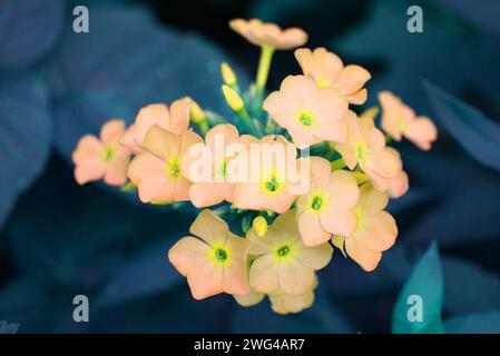 Photo d'art de belles et diverses fleurs de phlox dans des couleurs intéressantes et une palette inhabituelle. Les bourgeons floraux fleurissent qui poussent dans le jardin. Banque D'Images