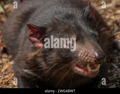 Diable de Tasmanie, Sarcophilus harrisii, reposant dans la chaleur de midi. Tasmanie. Banque D'Images