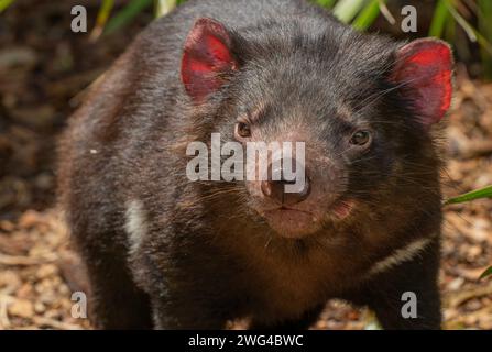 Diable de Tasmanie, Sarcophilus harrisii, reposant dans la chaleur de midi. Tasmanie. Banque D'Images