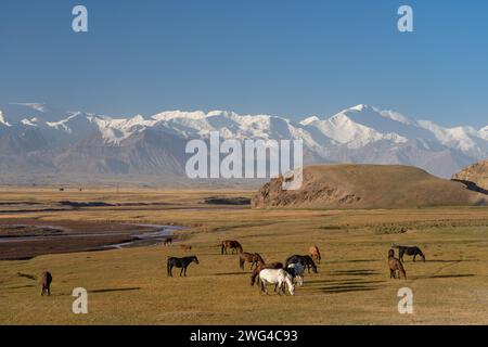 Vue du paysage matinal avec des chevaux qui paissent devant la spectaculaire chaîne de montagnes TRANS-Alay ou TRANS-Alai enneigée et Lenin Peak, Kirghizistan Banque D'Images