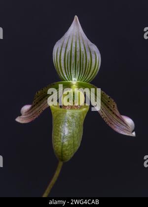 Gros plan de couleur verte, blanche et violette Lady pantoufle fleur d'orchidée paphiopedilum schoseri aka Bacanum espèce isolée sur fond noir Banque D'Images