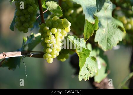 Vigne avec raisins blancs et feuilles en automne, peu avant la récolte, dans un vinaigre neer Stuttgart, Allemagne Banque D'Images