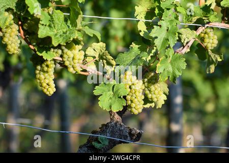 Récolte riche : beaucoup de raisins verts et de feuilles de raisin sur la vigne au soleil du soir Banque D'Images