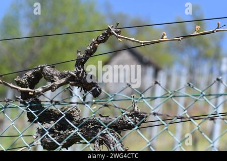 Vigne noueuse au printemps - jeune pousse et premiers bourgeons - gros plan à la lumière du soleil. Ombrage reconnaissable : vignes et cabane en arrière-plan. Banque D'Images