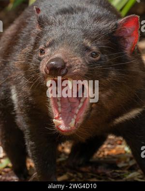 Diable de Tasmanie, Sarcophilus harrisii, bâillant ou grognant. Tasmanie. Banque D'Images