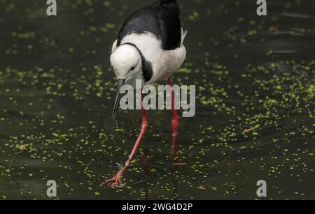 Pied pilotis, Himantopus leucocephalus, se nourrissant en eau peu profonde. Australie méridionale. Banque D'Images