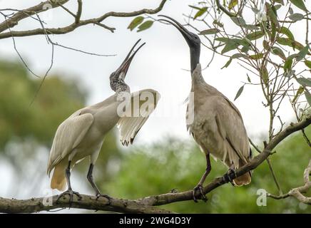 Deux ibis blancs australiens, Threskiornis molucca, interagissent sur une branche d'arbre. Banque D'Images