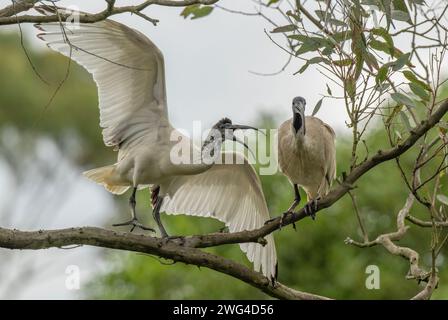 Deux ibis blancs australiens, Threskiornis molucca, interagissent sur une branche d'arbre. Banque D'Images