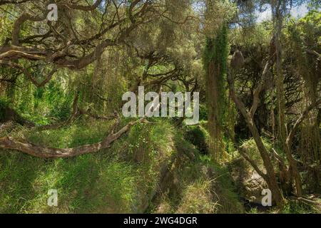 La forêt enchantée, composée de moonah nains couverts de lichens, Melaleuca lanceolata, sur les falaises près de Portland, Victoria. Banque D'Images
