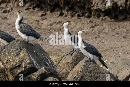 Petits cormorans à pied, Microcarbo melanoleucos, perchés sur les rochers riverains, entre les sorties de pêche. Victoria, Australie. Banque D'Images