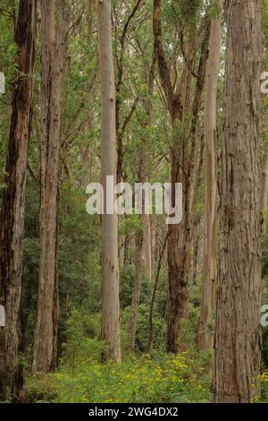 Forêt mixte d'eucalyptus dans le parc national de Port Campbell, Great Ocean Road, Victoria, Australie. Bonne zone d'alimentation Koala. Banque D'Images