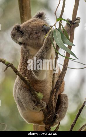 Koala, Phascolarctos cinereus, femelle avec des jeunes, installés dans l'arbre d'Eucalyptus. Victoria, Australie. Banque D'Images