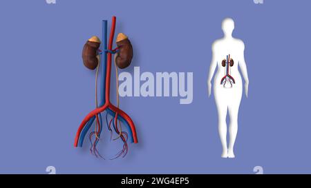 Animation du système rénal féminin Banque D'Images