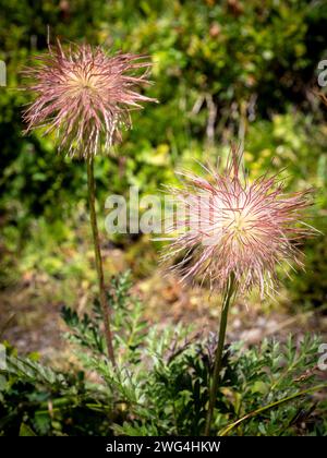 Foyer sélectif d'un fruit de l'alpine pasqueflower ou de l'anémone alpine (Pulsatilla alpina) dans les Alpes Suiss Banque D'Images