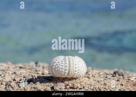 Squelette d'un oursin sur une plage pierreuse. Banque D'Images