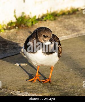 Le Turnstone est un petit échassier dodu qui visite les rives du Royaume-Uni en hiver. Ils se déplacent en petits troupeaux et se nourrissent activement ensemble Banque D'Images